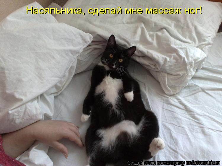 Насяльника, сделай мне массаж ног!... Котоматрица: Насяльника, сделай мне массаж ног!