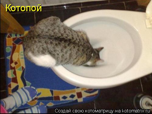 Котопой... Котоматрица: Котопой