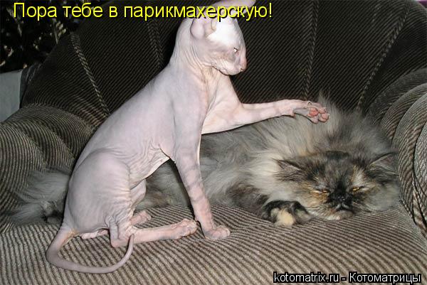 Пора тебе в парикмахерскую!... Котоматрица: Пора тебе в парикмахерскую!