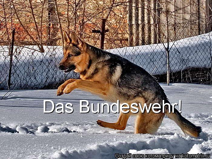 Das Bundeswehr!... Котоматрица: Das Bundeswehr!