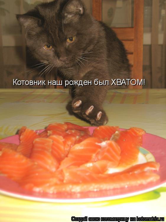 Котоматрица: Котовник наш рожден был ХВАТОМ!