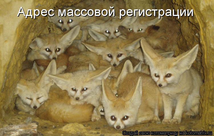 Адрес массовой регистрации... Котоматрица: Адрес массовой регистрации