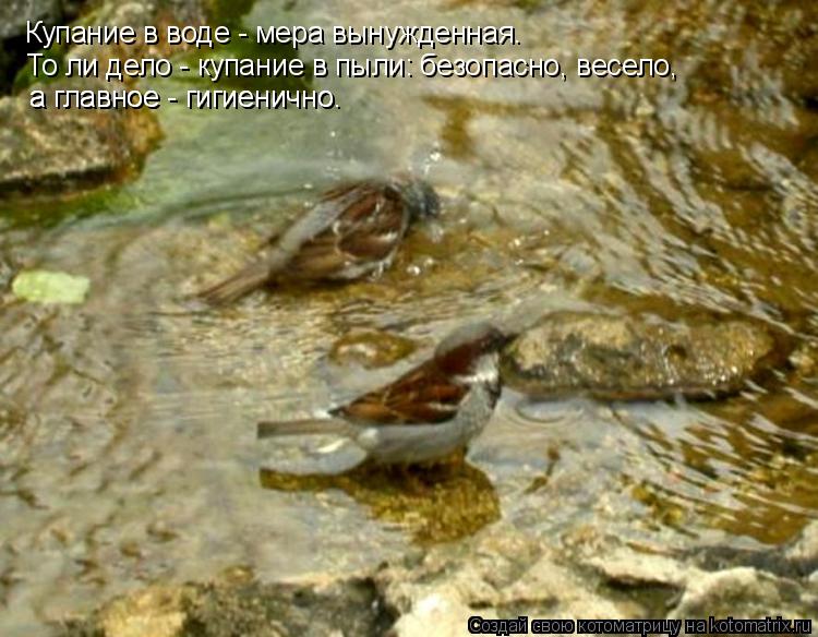 Купание в воде - мера вынужденная. То ли дело - купание в пыли: безопасно, весело, а главное - гигиен... Котоматрица: Купание в воде - мера вынужденная. То ли дело - купание в пыли: безопасно, весело, а главное - гигиенично. а главное - гигиенично.