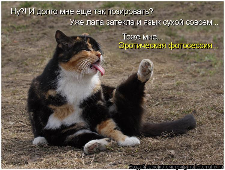 Ну?! И долго мне еще так позировать? Уже лапа затекла и язык сухой совсем... Тоже мне... Эротическая ... Котоматрица: Ну?! И долго мне еще так позировать? Уже лапа затекла и язык сухой совсем... Тоже мне... Эротическая фотосессия...