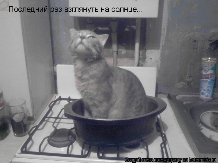 Последний раз взглянуть на солнце...... Котоматрица: Последний раз взглянуть на солнце...