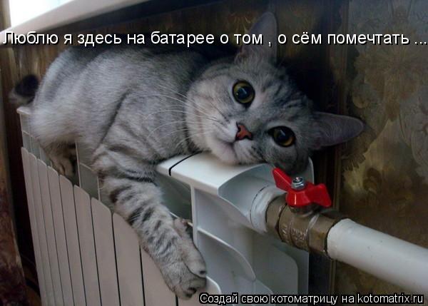Люблю я здесь на батарее о том , о сём помечтать ...... Котоматрица: Люблю я здесь на батарее о том , о сём помечтать ...