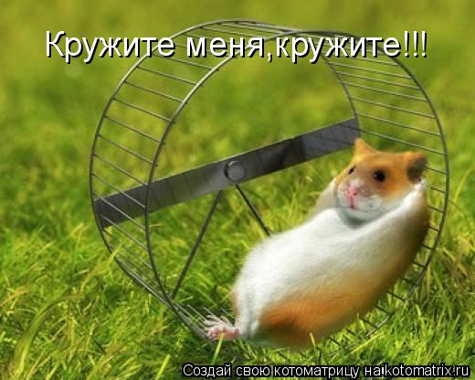 Кружите меня,кружите!!!... Котоматрица: Кружите меня,кружите!!!