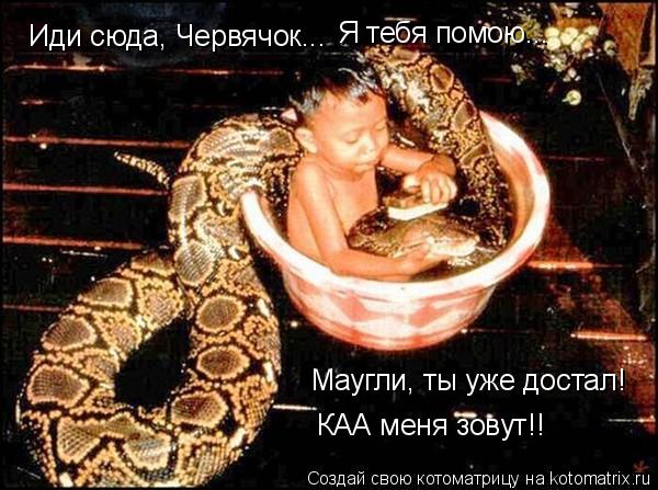 Иди сюда, Червячок... Я тебя помою... Маугли, ты уже достал! КАА меня зовут!!... Котоматрица: Иди сюда, Червячок... Я тебя помою... Маугли, ты уже достал! КАА меня зовут!!