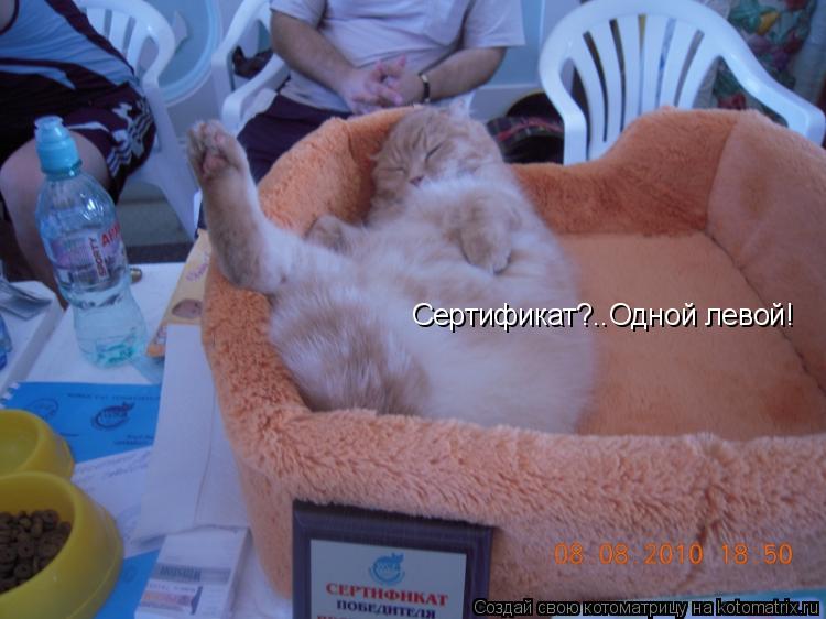 Сертификат?..Одной левой!... Котоматрица: Сертификат?..Одной левой!