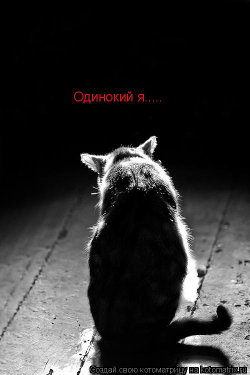 Одинокий я........ Котоматрица: Одинокий я.....