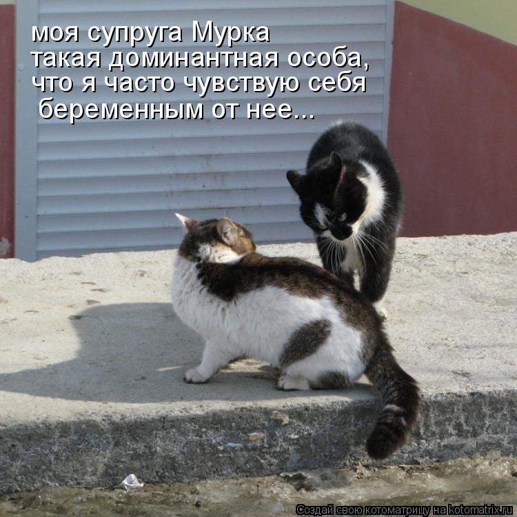 моя супруга Мурка такая доминантная особа, что я часто чувствую себя беременным от нее...... Котоматрица: моя супруга Мурка такая доминантная особа, что я часто чувствую себя беременным от нее...