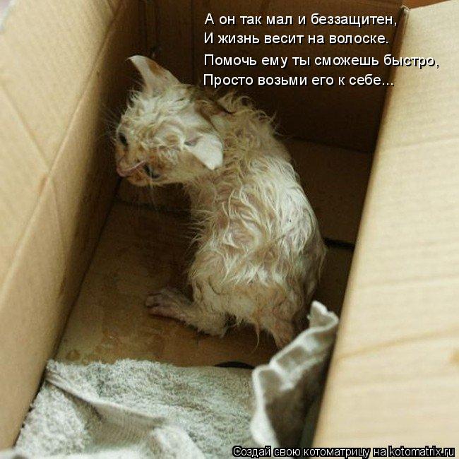 А он так мал и беззащитен, И жизнь весит на волоске. Помочь ему ты сможешь быстро, Просто возьми его ... Котоматрица: А он так мал и беззащитен, И жизнь весит на волоске. Помочь ему ты сможешь быстро, Просто возьми его к себе...