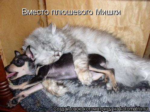 Вместо плюшевого Мишки... Котоматрица: Вместо плюшевого Мишки