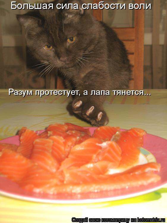 Котоматрица: Большая сила слабости воли Разум протестует, а лапа тянется...