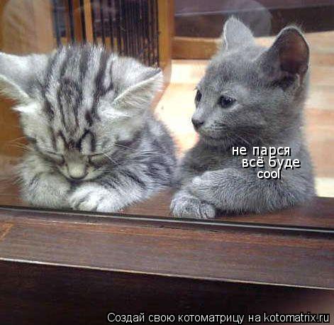 не парся всё буде cool... Котоматрица: не парся всё буде cool