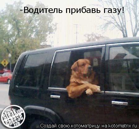 -Водитель прибавь газу!... Котоматрица: -Водитель прибавь газу!