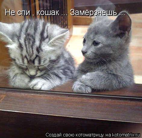 Не спи , кошак ... Замёрзнешь ...... Котоматрица: Не спи , кошак ... Замёрзнешь ...