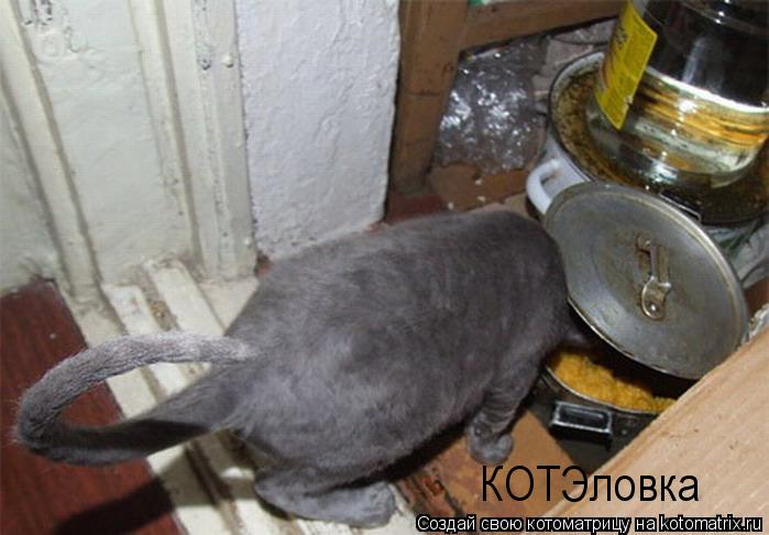 КОТЭловка... Котоматрица: КОТЭловка
