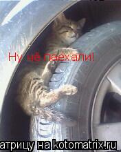 Ну чё паехали!... Котоматрица: Ну чё паехали!