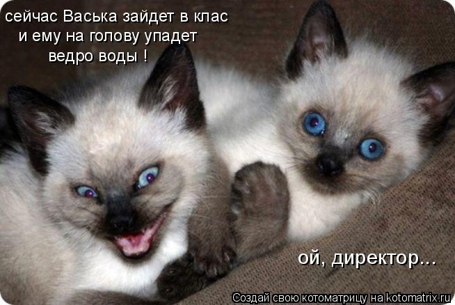 Котоматрица: сейчас Васька зайдет в клас и ему на голову упадет ведро воды ! ой, директор...