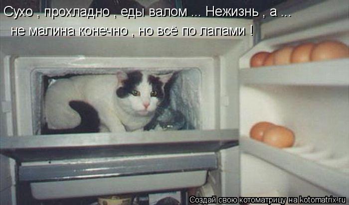 Сухо , прохладно , еды валом ... Нежизнь , а ... не малина конечно , но всё по лапами !... Котоматрица: Сухо , прохладно , еды валом ... Нежизнь , а ... не малина конечно , но всё по лапами !