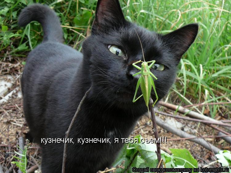 Котоматрица: кузнечик, кузнечик, я тебя съем!!!