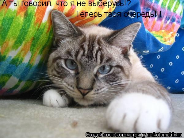 А ты говорил, что я не выберусь!? Теперь твоя очередь!!!... Котоматрица: А ты говорил, что я не выберусь!? Теперь твоя очередь!!!