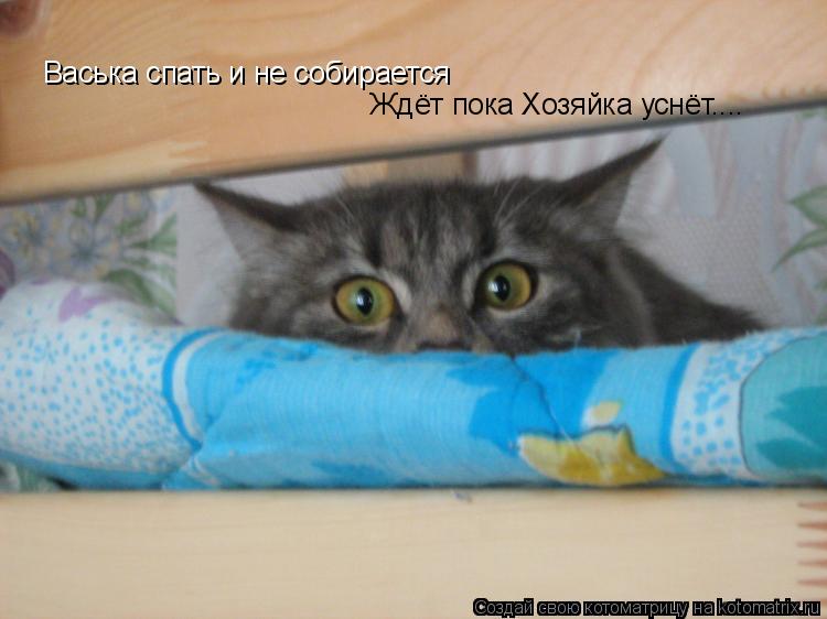 Васька спать и не собирается Ждёт пока Хозяйка уснёт....... Котоматрица: Васька спать и не собирается Ждёт пока Хозяйка уснёт....