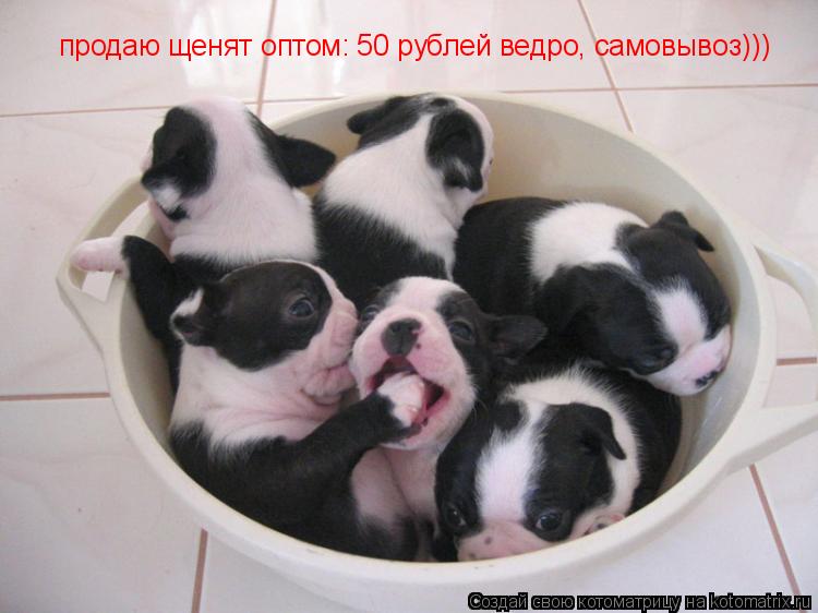 продаю щенят оптом: 50 рублей ведро, самовывоз)))... Котоматрица: продаю щенят оптом: 50 рублей ведро, самовывоз)))