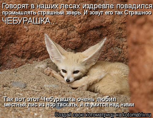 Говорят в наших лесах издревле повадился промышлять страшный зверь. И зовут его так Страшноо ЧЕБУРАШ... Котоматрица: Говорят в наших лесах издревле повадился промышлять страшный зверь. И зовут его так Страшноо ЧЕБУРАШКА... Так вот этот Чебурашка очень люби
