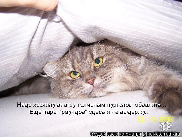 Надо хозяину виагру толченым пургеном обвалять... Еще пары "раундов" здесь я не выдержу...... Котоматрица: Надо хозяину виагру толченым пургеном обвалять... Еще пары "раундов" здесь я не выдержу...