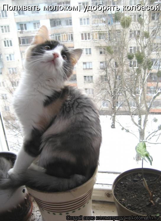 Поливать молоком, удобрять колбасой.... Котоматрица: Поливать молоком, удобрять колбасой.