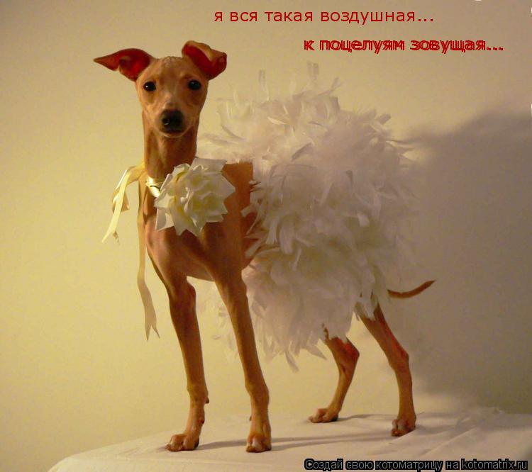 я вся такая воздушная... к поцелуям зовущая... к поцелуям зовущая...... Котоматрица: я вся такая воздушная... к поцелуям зовущая... к поцелуям зовущая...