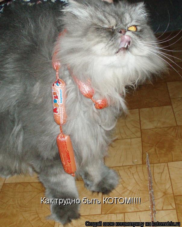 Как трудно быть КОТОМ!!!!... Котоматрица: Как трудно быть КОТОМ!!!!