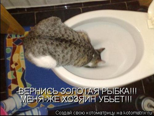 -ВЕРНИСЬ ЗОЛОТАЯ РЫБКА!!! МЕНЯ-ЖЕ ХОЗЯИН УБЬЕТ!!!... Котоматрица: -ВЕРНИСЬ ЗОЛОТАЯ РЫБКА!!! МЕНЯ-ЖЕ ХОЗЯИН УБЬЕТ!!!
