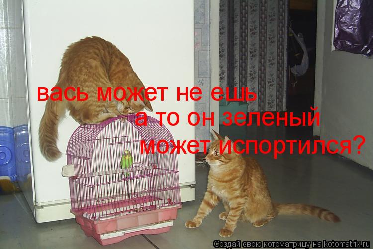 вась может не ешь а то он зеленый может испортился?... Котоматрица: вась может не ешь а то он зеленый может испортился?