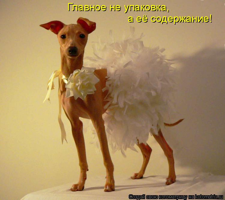Котоматрица: Главное не упаковка, а её содержание!
