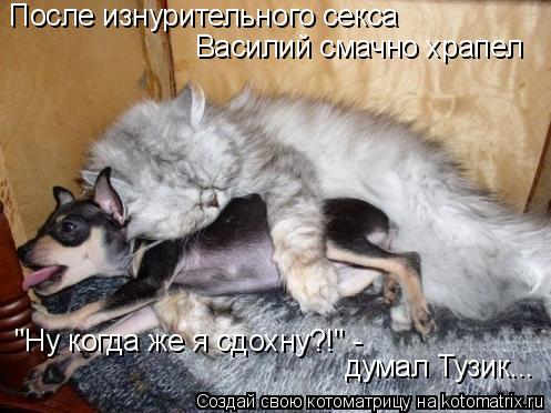Котоматрица: После изнурительного секса Василий смачно храпел "Ну когда же я сдохну?!" -  думал Тузик...