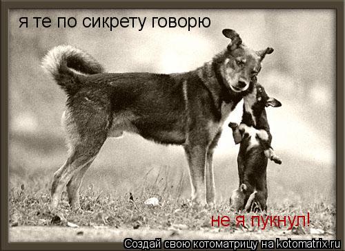 Котоматрица: я те по сикрету говорю не я пукнул!