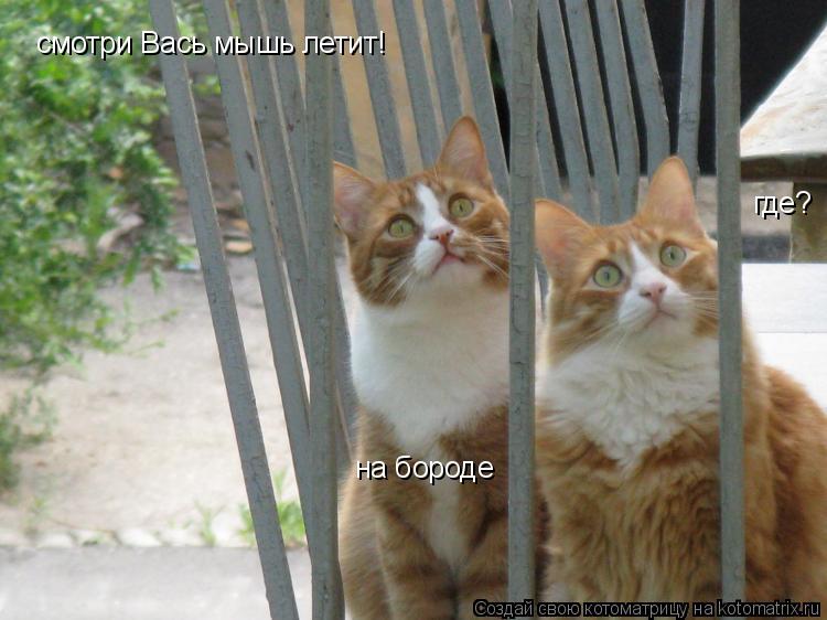 Котоматрица: смотри Вась мышь летит! где? на бороде