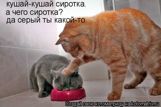 Котоматрица: кушай-кушай сиротка. а чего сиротка? да серый ты какой-то.