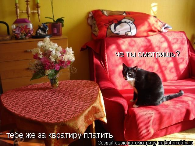 Котоматрица: че ты смотришь? тебе же за квратиру платить