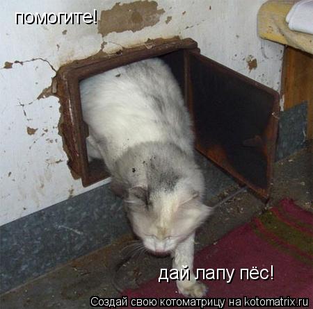Котоматрица: помогите! дай лапу пёс!