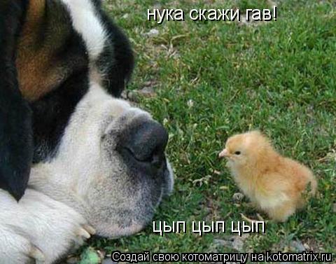 Котоматрица: нука скажи гав! цып цып цып