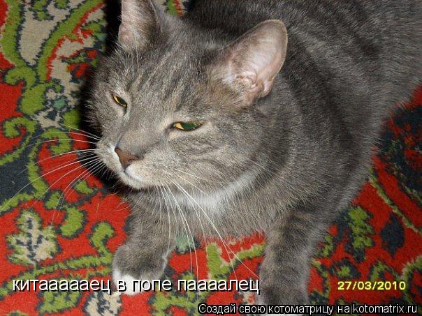Котоматрица: китаааааец в попе паааалец