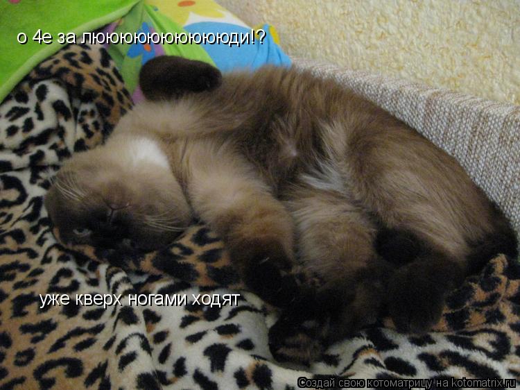 Котоматрица: о 4е за лююююююююююди!? уже кверх ногами ходят