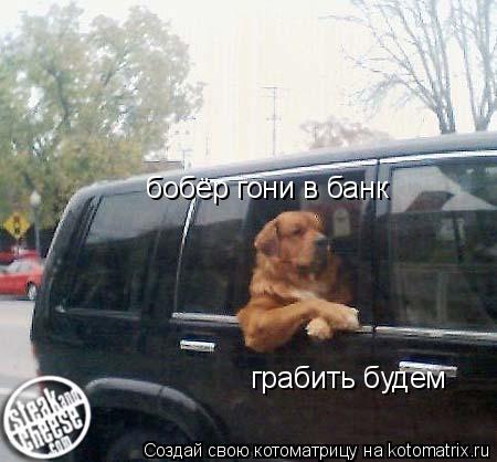Котоматрица: бобёр гони в банк грабить будем