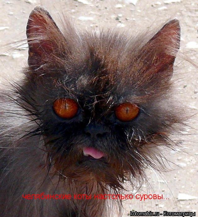 Котоматрица: челябинские коты настолько суровы...