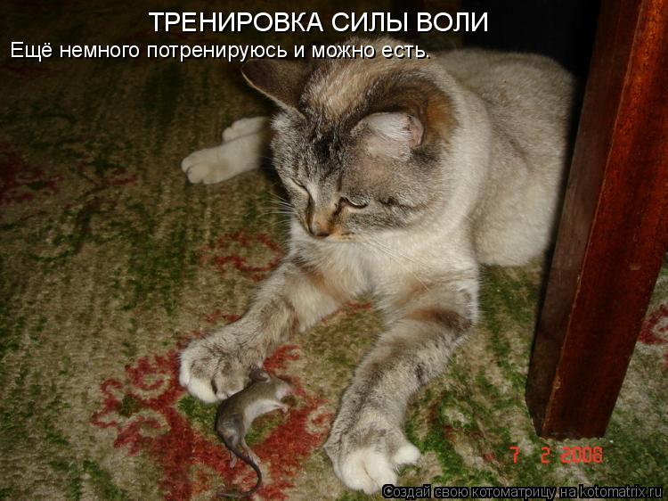 Котоматрица: ТРЕНИРОВКА СИЛЫ ВОЛИ Ещё немного потренируюсь и можно есть.