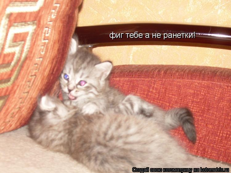 Котоматрица: фиг тебе а не ранетки!